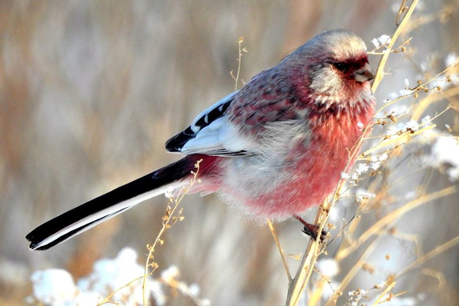 Птица с розовой грудкой и хохолком красивые фото и картинки