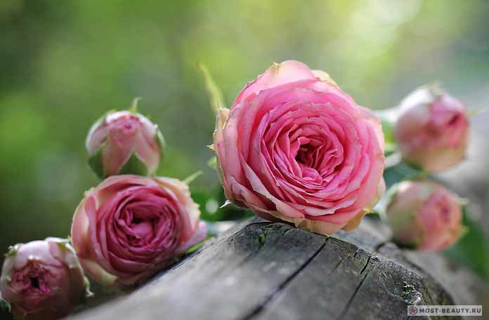 Фотографии красивых роз