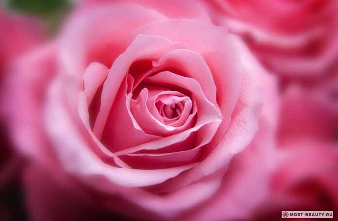 Список самых красивых роз в мире