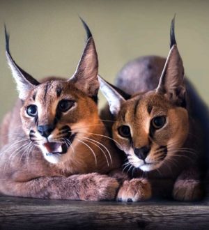 Самые красивые животные планеты