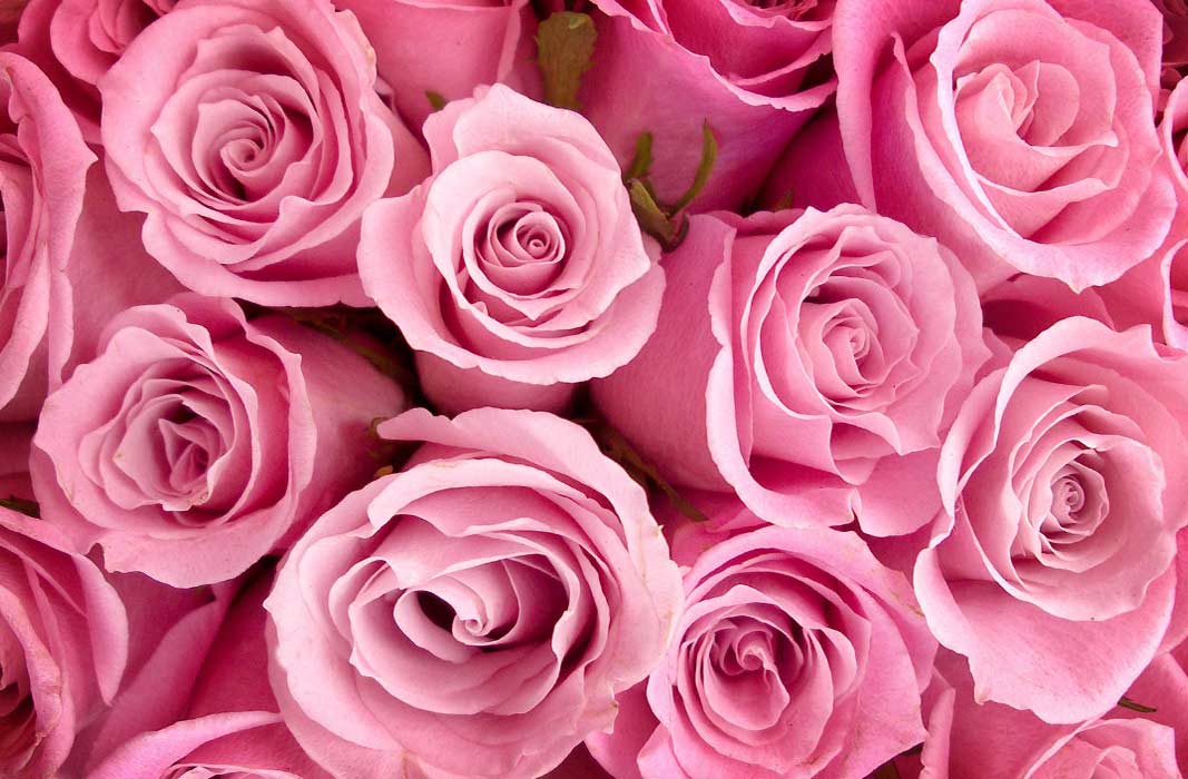 Самые Красивые Розы В Мире Фото