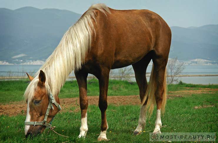 Каспийская лошадь