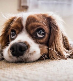 Самые красивые в мире породы собак