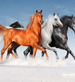 Большой список самых красивых пород лошадей