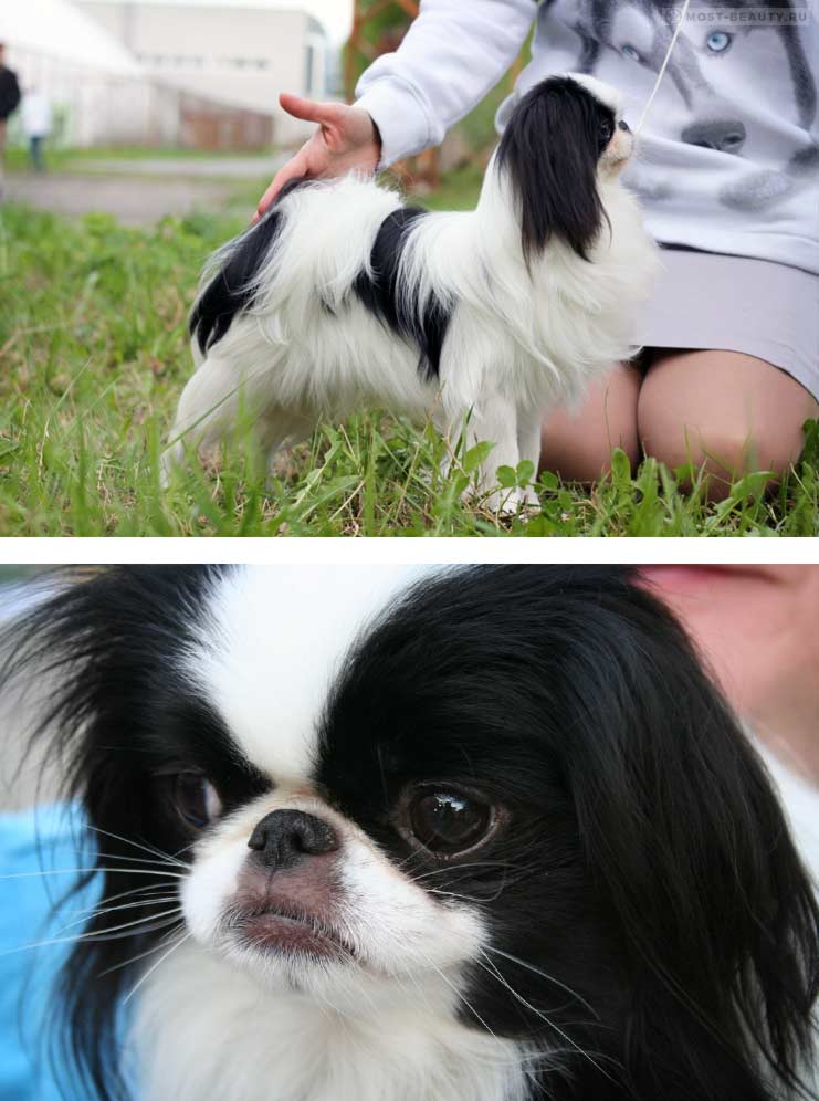 Японский хин. самые красивые породы собак в мире