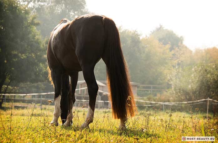 Американский сэддлбред / American Saddlebred - самые красивые лошади в мире