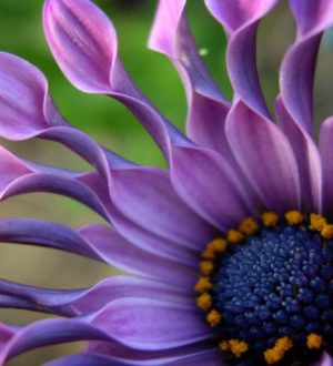 Самые красивые цветы в мире