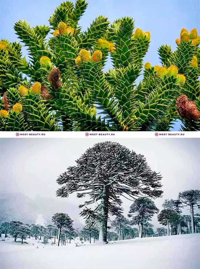 самые красивые деревья: Араукария чилийская