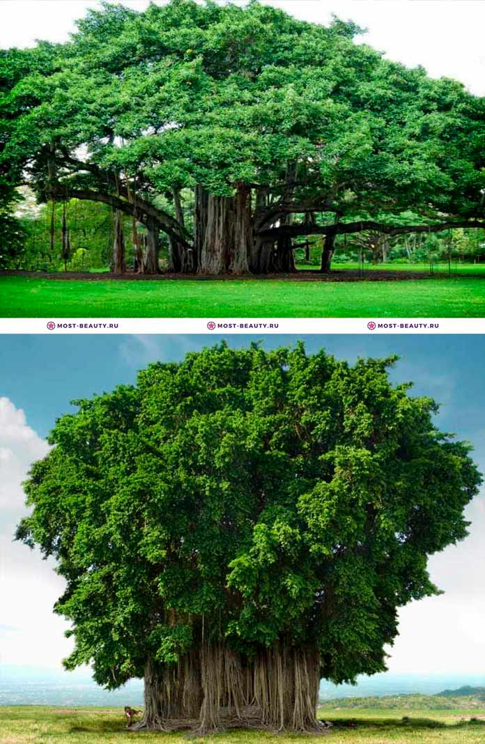 самые красивые деревья: Баньян