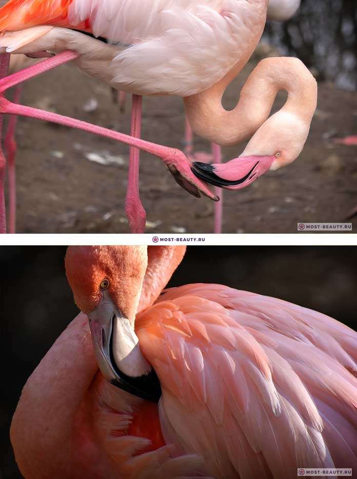 Фламинго (CC0). Самые красивые птицы в мире