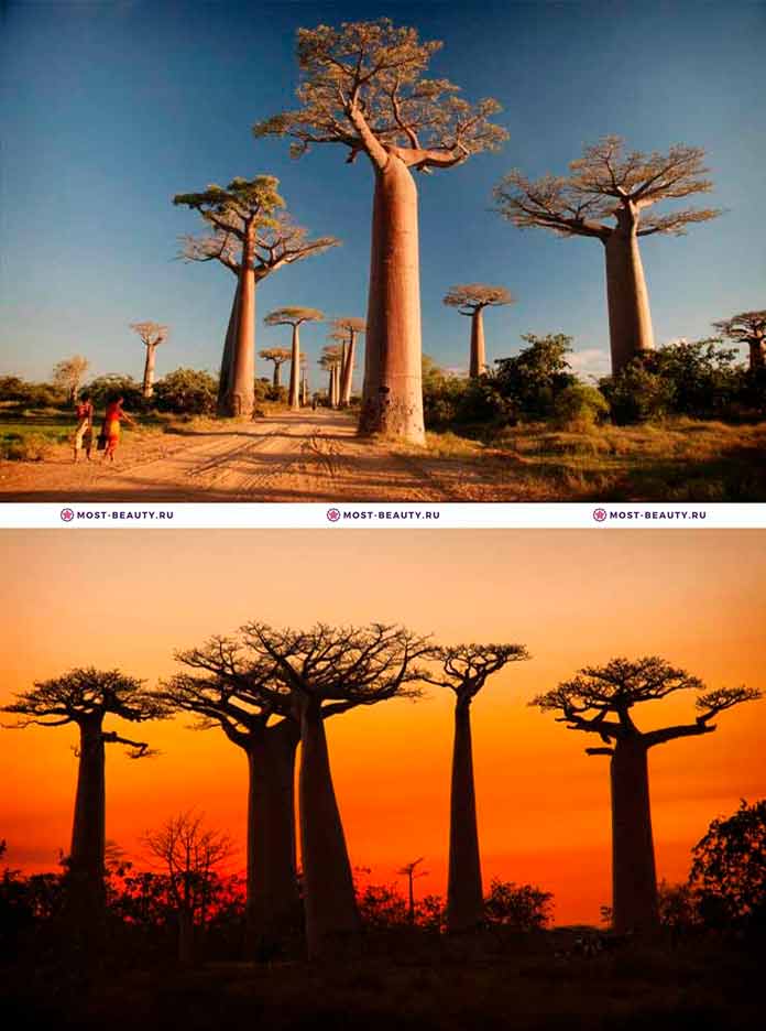 самые красивые деревья: Малагасийский баобаб