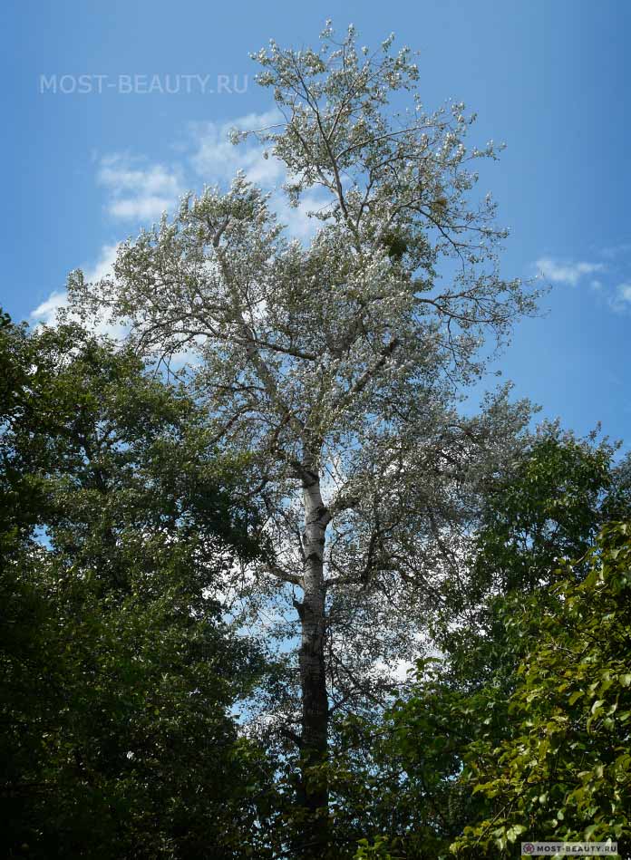 самые красивые деревья: Тополь белый (CC0)