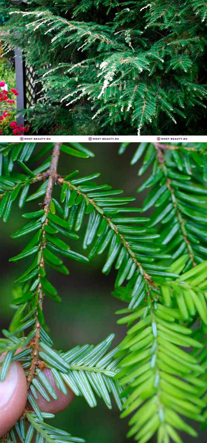 самые красивые деревья: Тсуга канадская