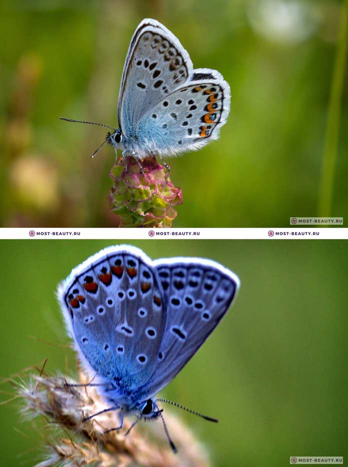 Самые красивые бабочки (CC0)