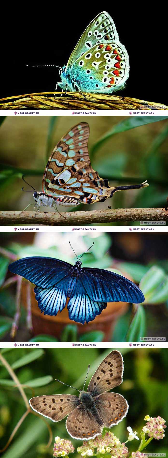 Самые красивые бабочки на фото (CC0)