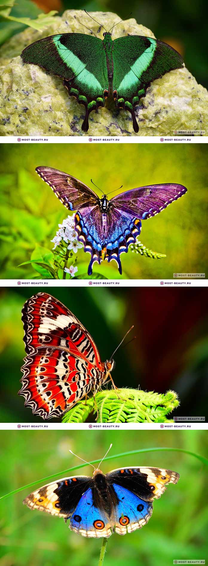 Самые красивые бабочки на фото (CC0)