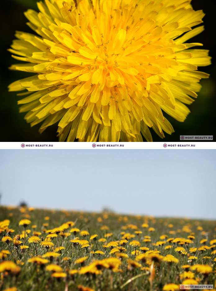 Луговые цветы- названия полевых растений и фото