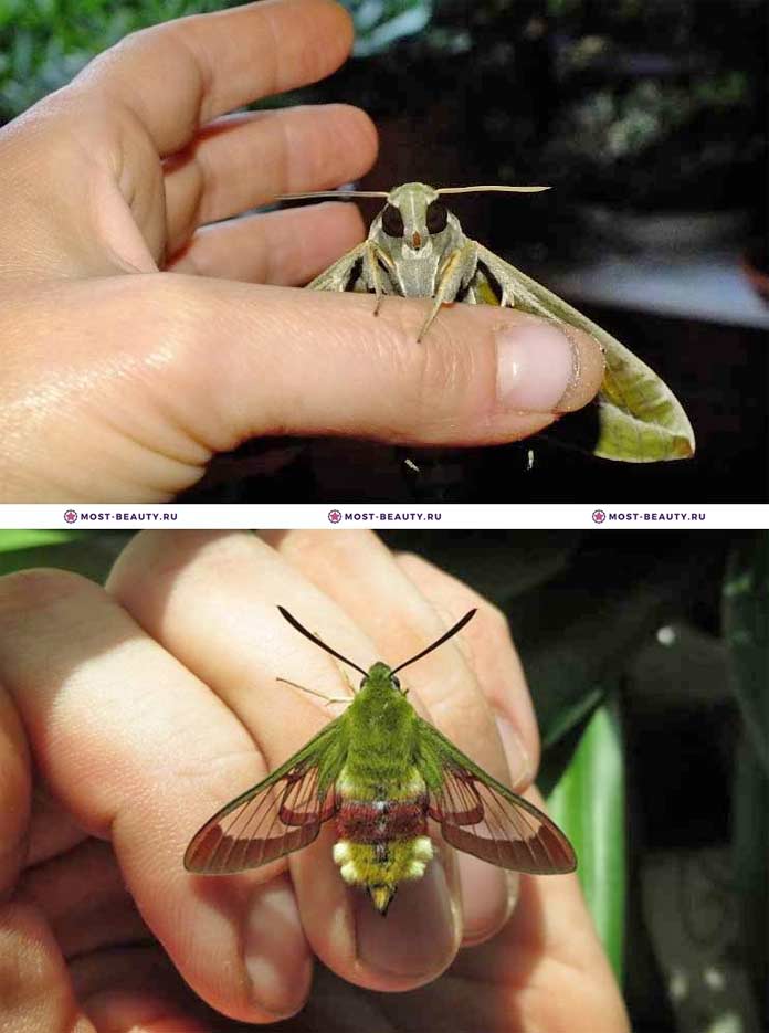 Самые красивые бабочки: Олеандровый Бражник