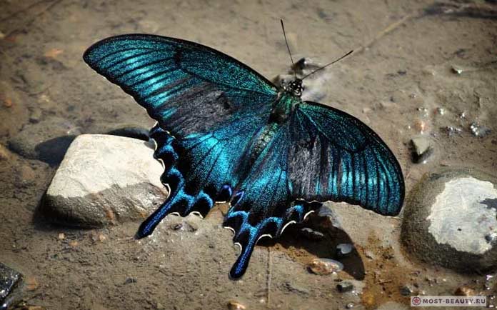 Самые красивые бабочки: Парусник Маака