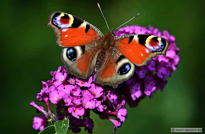 Самые красивые бабочки: Павлиний глаз (CC0)