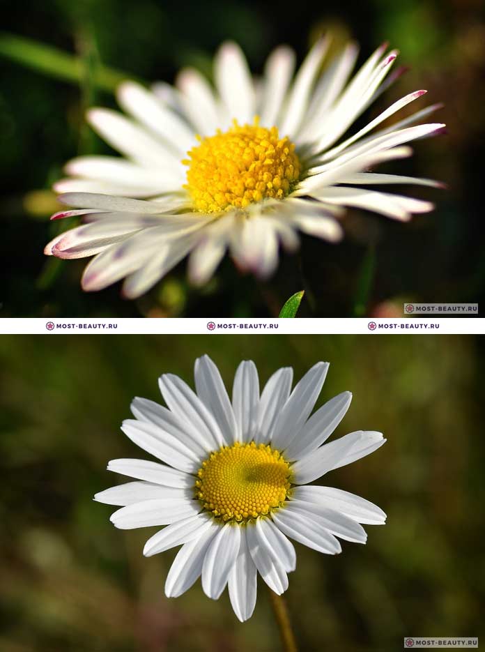 Луговые цветы- названия полевых растений и фото