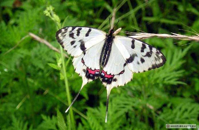 Самые красивые бабочки: Серицин Монтела