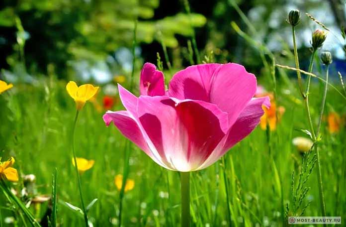 Самые красивые полевые цветы: Тюльпан полевой