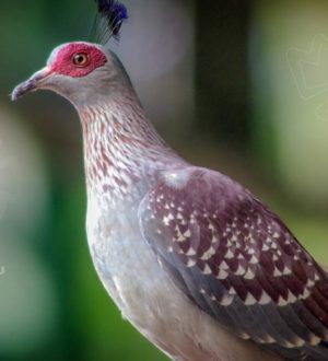 Самые красивые голуби в мире