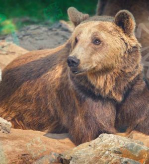 Самые красивые медведи в мире