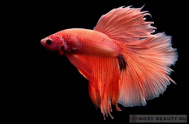 Самые красивые аквариумные рыбки: Betta splendens