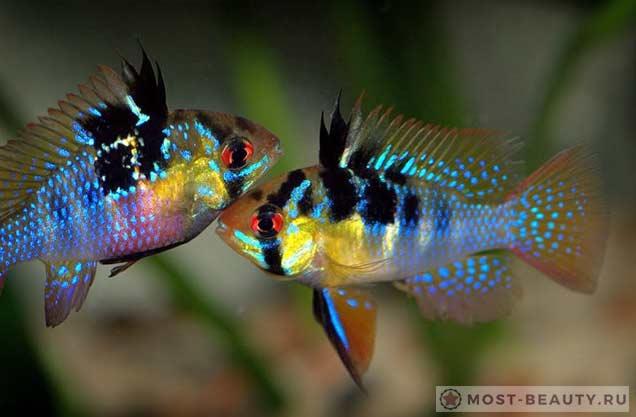 Очень красивые аквариумные рыбки: Microgeophagus ramirezi