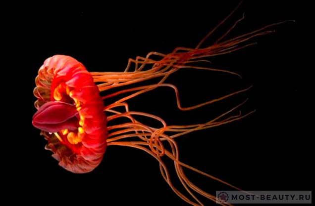 Фантастические морские обитатели: Atolla Jellyfish