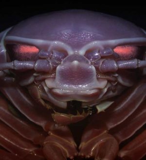 Удивительные морские существа, абсолютно не похожие на обычных животных