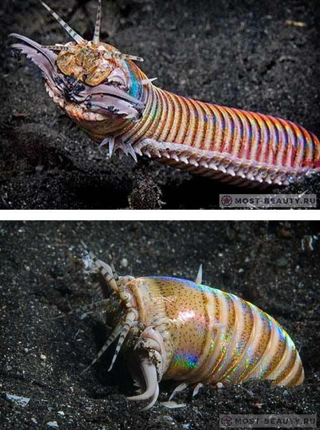 Удивительные морские обитатели: Пурпурный австралийский червь