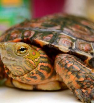 Самые необычные и красивые черепахи со всего мира