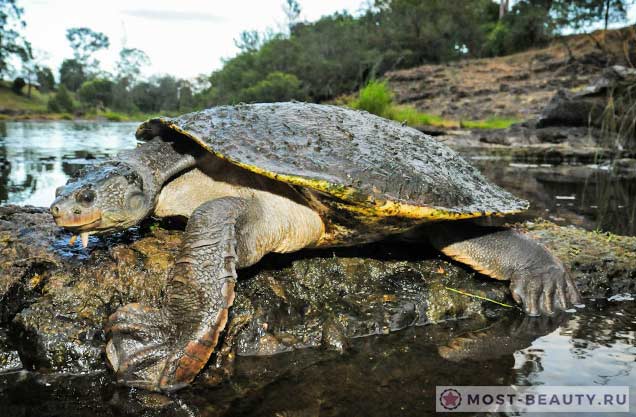 Красивые черепахи: Elusor macrurus