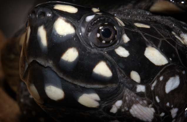 Красивые черепахи: Geoclemys hamiltonii