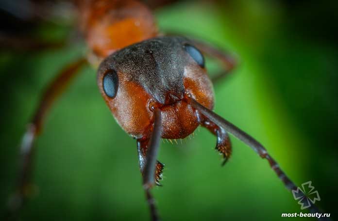 Очень необычные насекомые: Глаза муравьёв. CC0