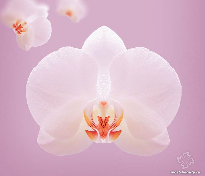 Красивая розовая орхидея. CC0