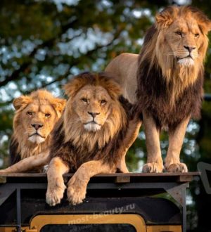 Список самых красивых зоопарков мира