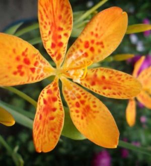 Невероятно красивые фото лучших сортов лилий