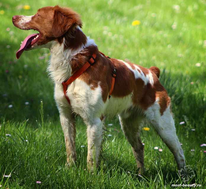 Лучшие семейные породы собак: Бретонский эпаньоль. CC0