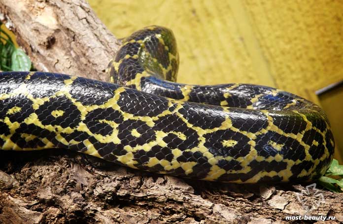 Самые длинные змеи: Парагвайская анаконда. CC0