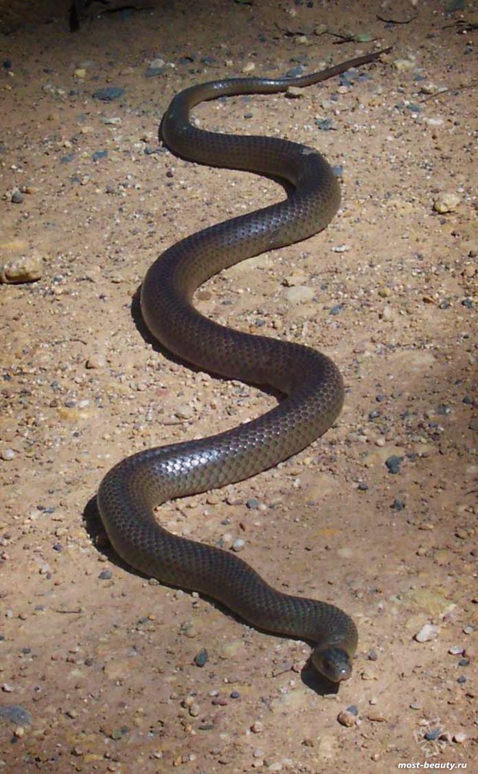 Самые длинные змеи: Сетчатая коричневая змея. CC0