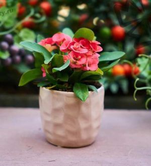 Фотографии самых красивых комнатных цветов