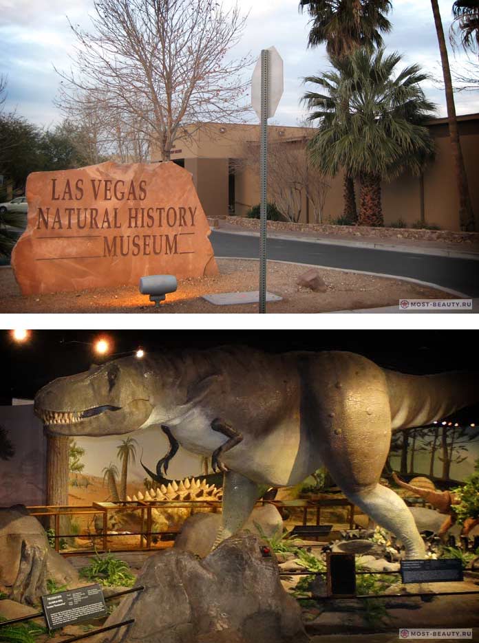 Достопримечательности Лас-Вегаса: Музей естественной истории