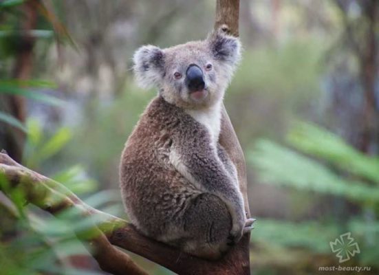 Какие животные живут в австралии фото