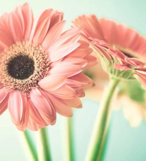 Красивые герберы (Фотографии + обои для рабочего стола)