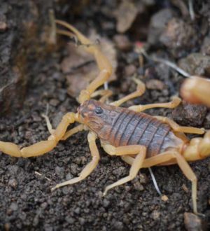 ТОП-10 самых ядовитых скорпионов планеты (+ ФОТО)