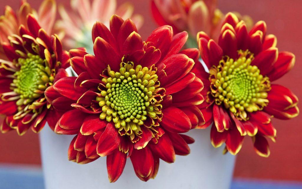 Цветы хризантемы для рабочего стола